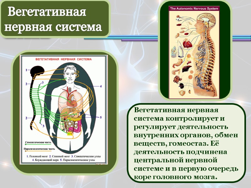 Вегетативная нервная система   Вегетативная нервная система контролирует и регулирует деятельность внутренних органов,